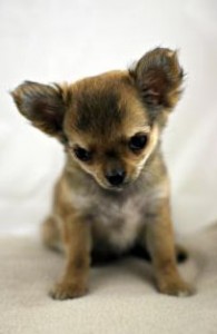 Puppy Dog